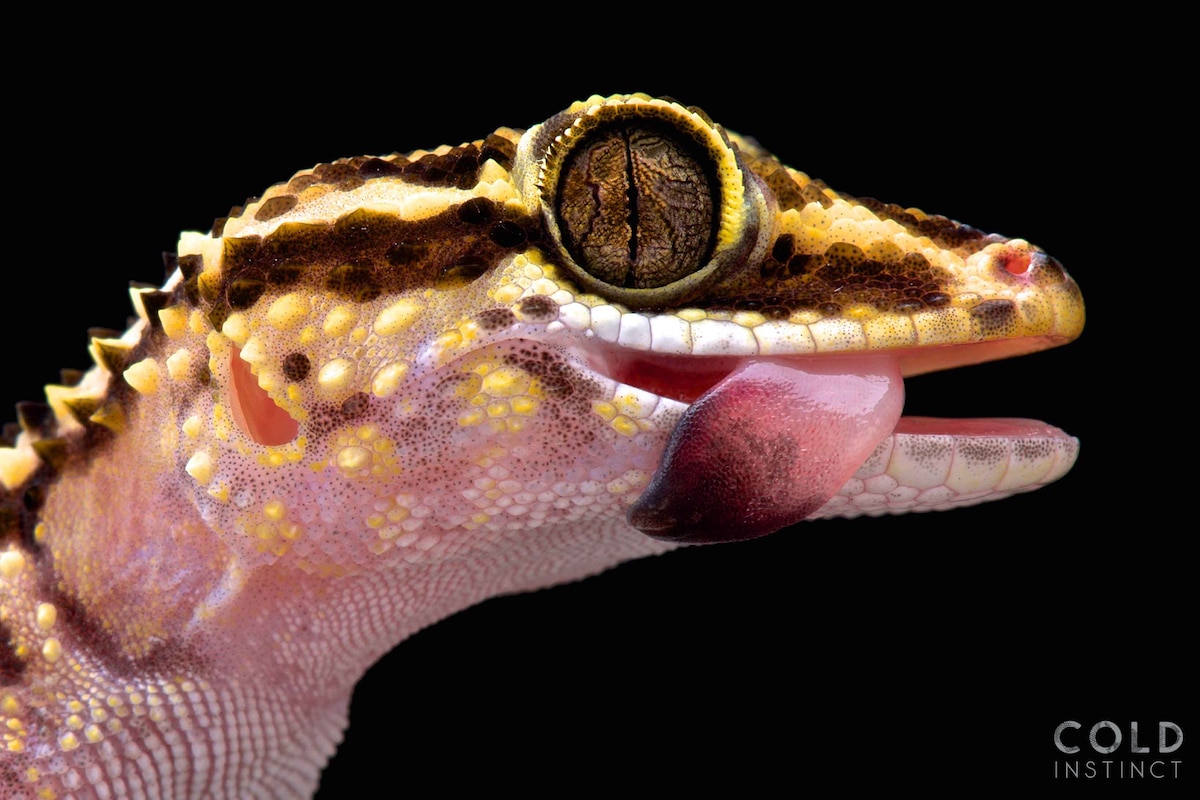 Lothara's gecko 