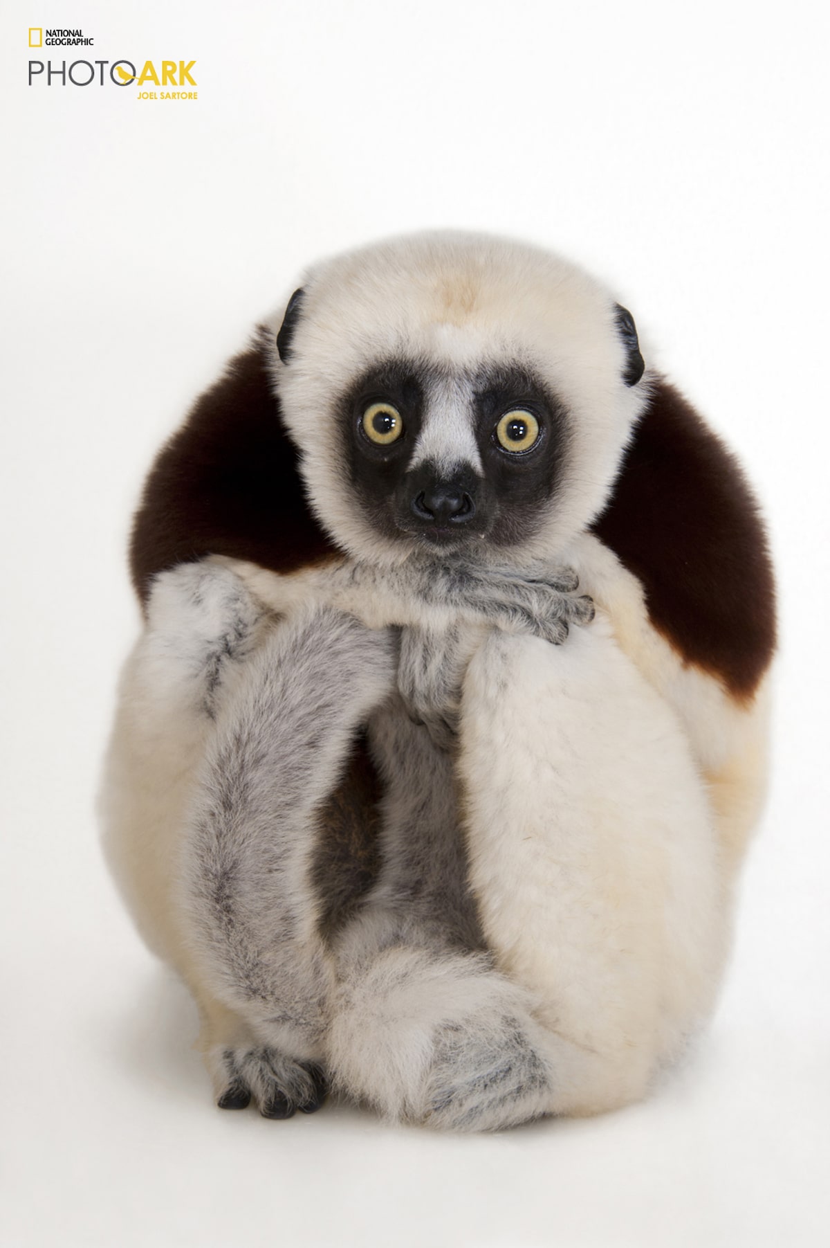 Exposición National Geographic Photo Ark por Joel Sartore