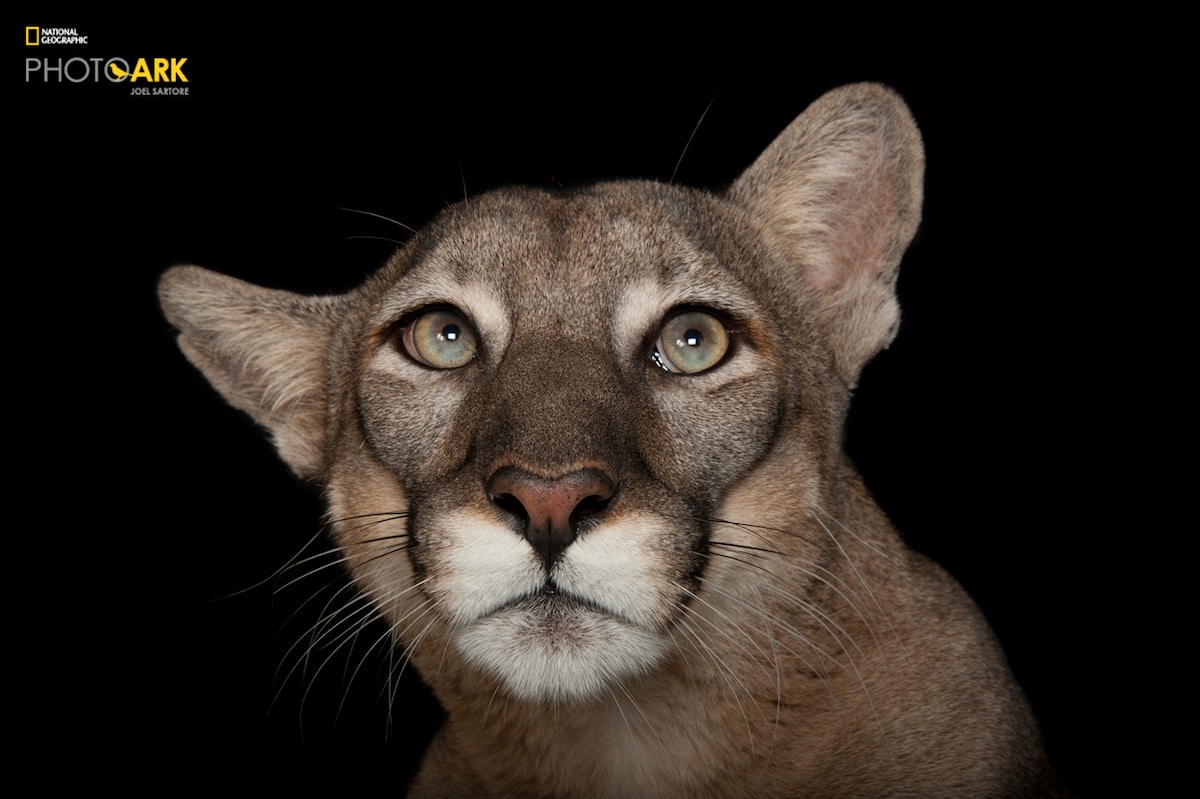 National Geographic Photo Ark by Joel Sartore