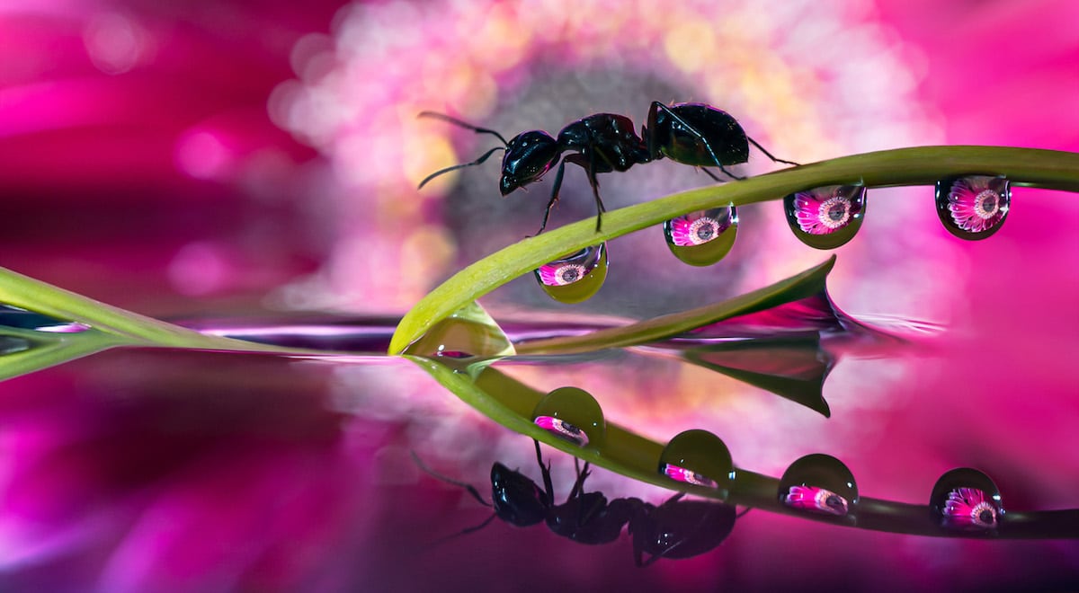 Water Droplet Macro Photography by Don Komarechka