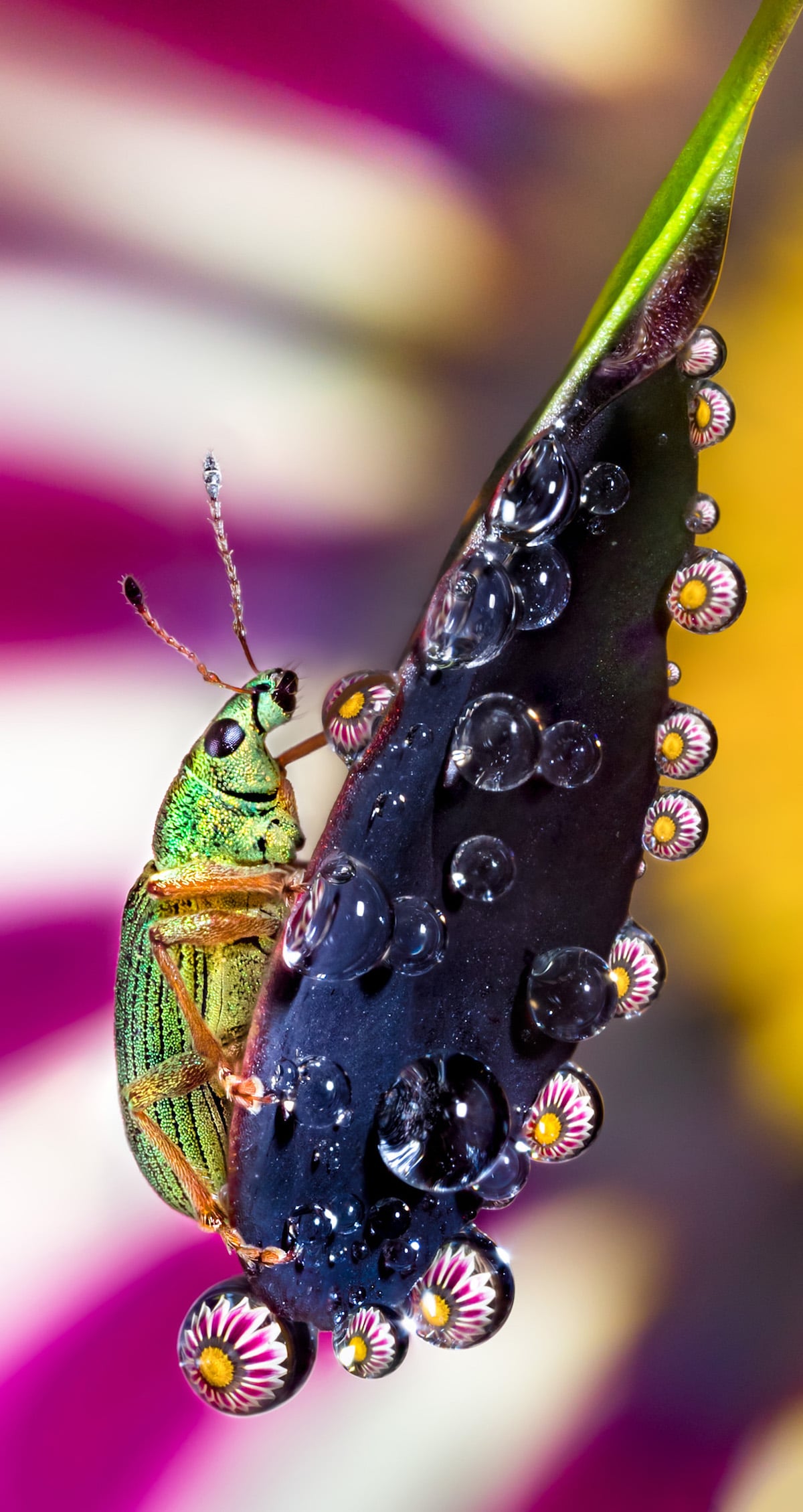 Water Droplet Macro Photography by Don Komarechka