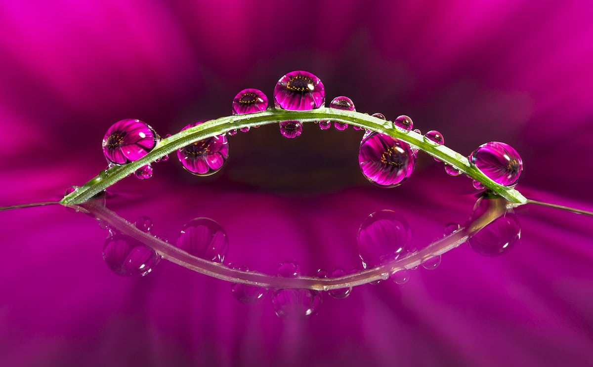 Water Droplet Macro Photography by Don Komarechka