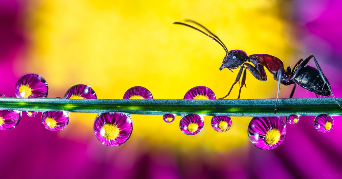 Photography Water Droplets as Miniature Works of