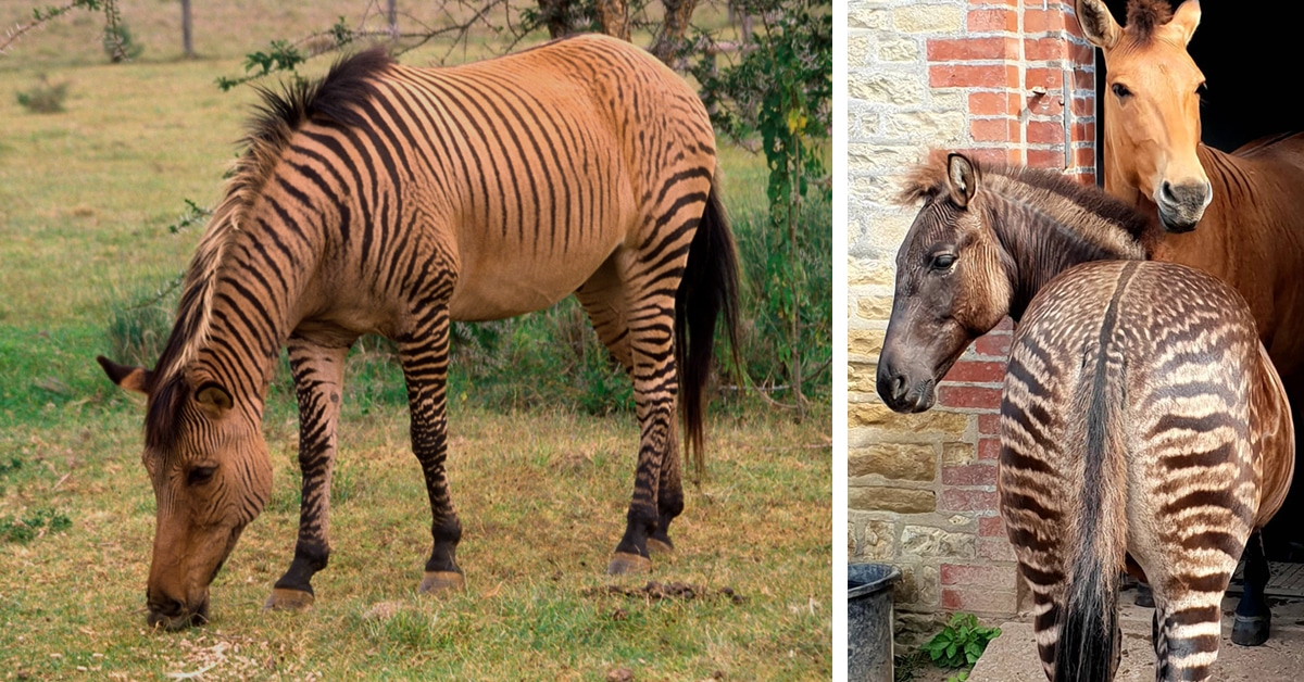 Yes, a Zorse, a Cross a Horse Zebra, is Real