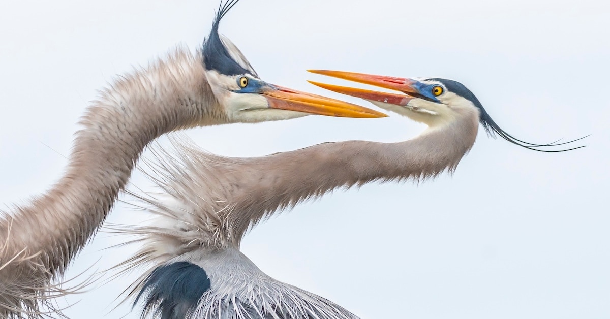 Stunning Winners of the 2019 Audubon Photography Awards