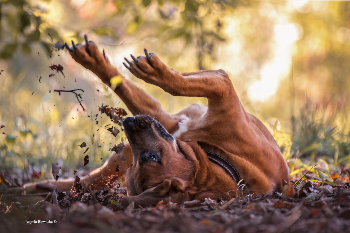 Fotos de perros para Dog Photographer of the Year 2019 de The Kennel Club