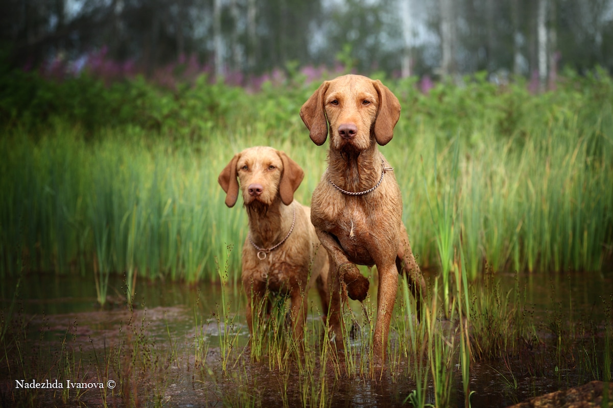 Fotos de perros para Dog Photographer of the Year 2019 de The Kennel Club