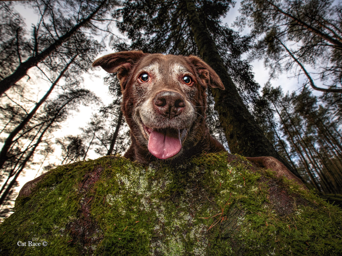 2019 Dog Photographer of the Year Dog Photos by The Kennel Club