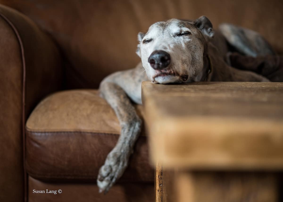 Fotos de perros para concurso Dog Photographer of the Year 2019 de The Kennel Club