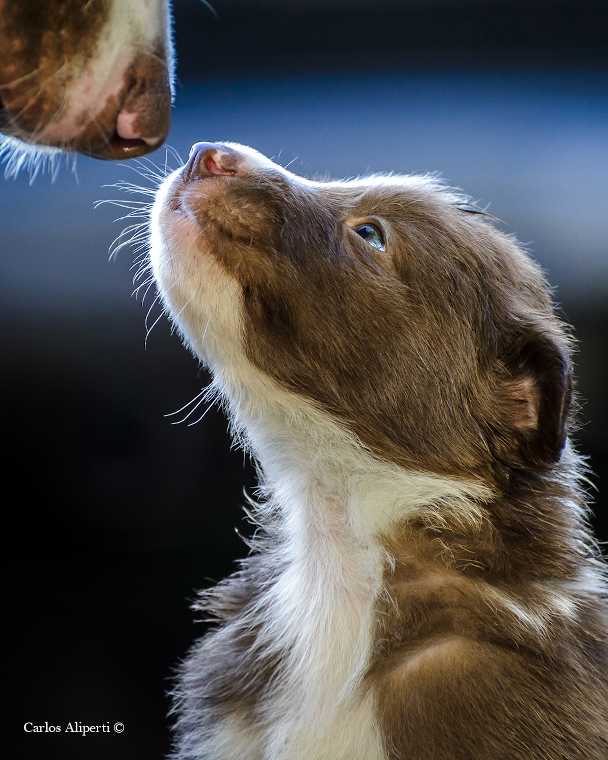 2019 Dog Photographer of the Year Dog Photos by The Kennel Club