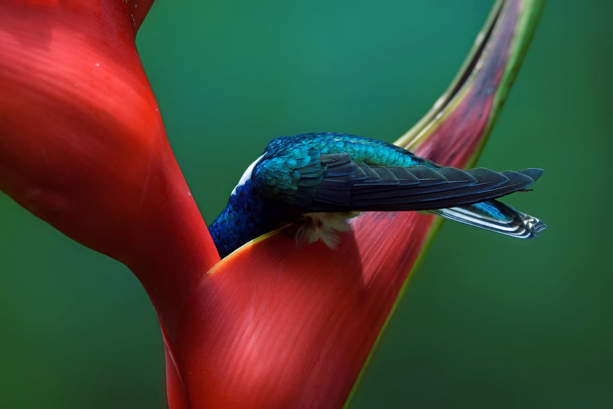 2019 Audubon Photography Awards