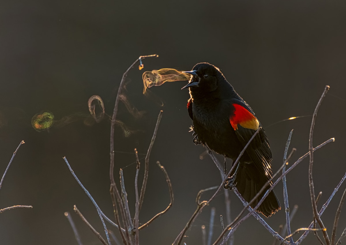 2019 Audubon Photography Awards