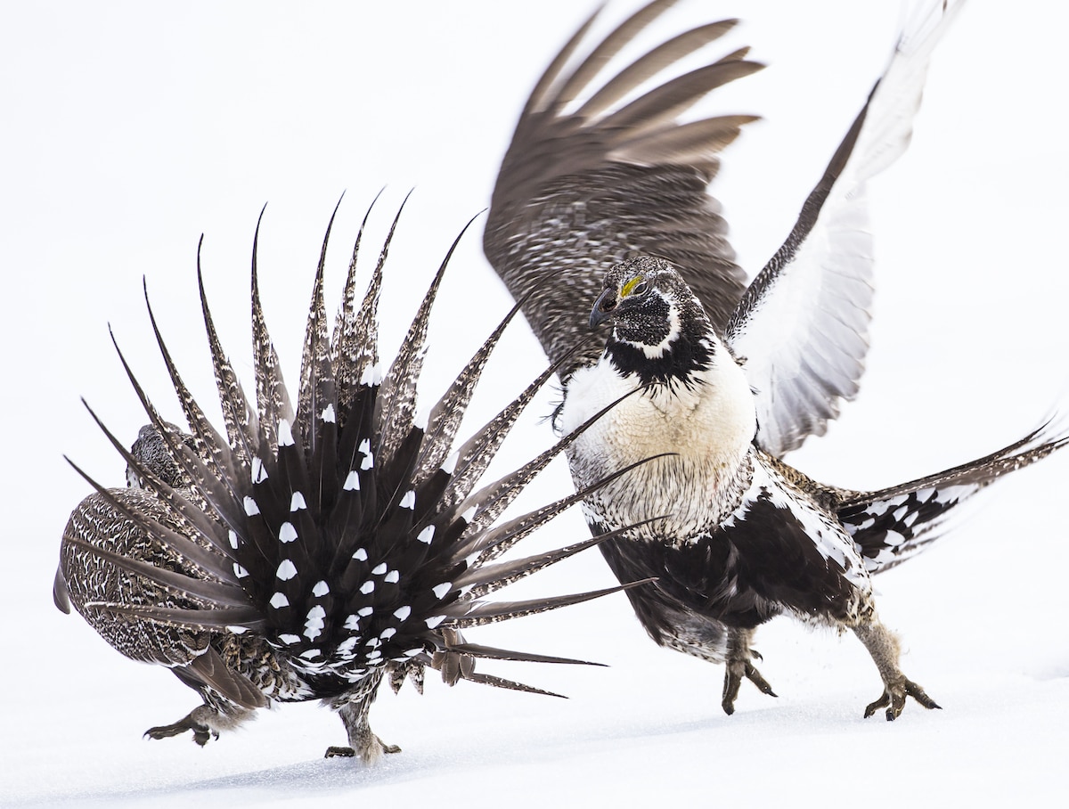 imÃ¡genes de aves - gallos de salvia