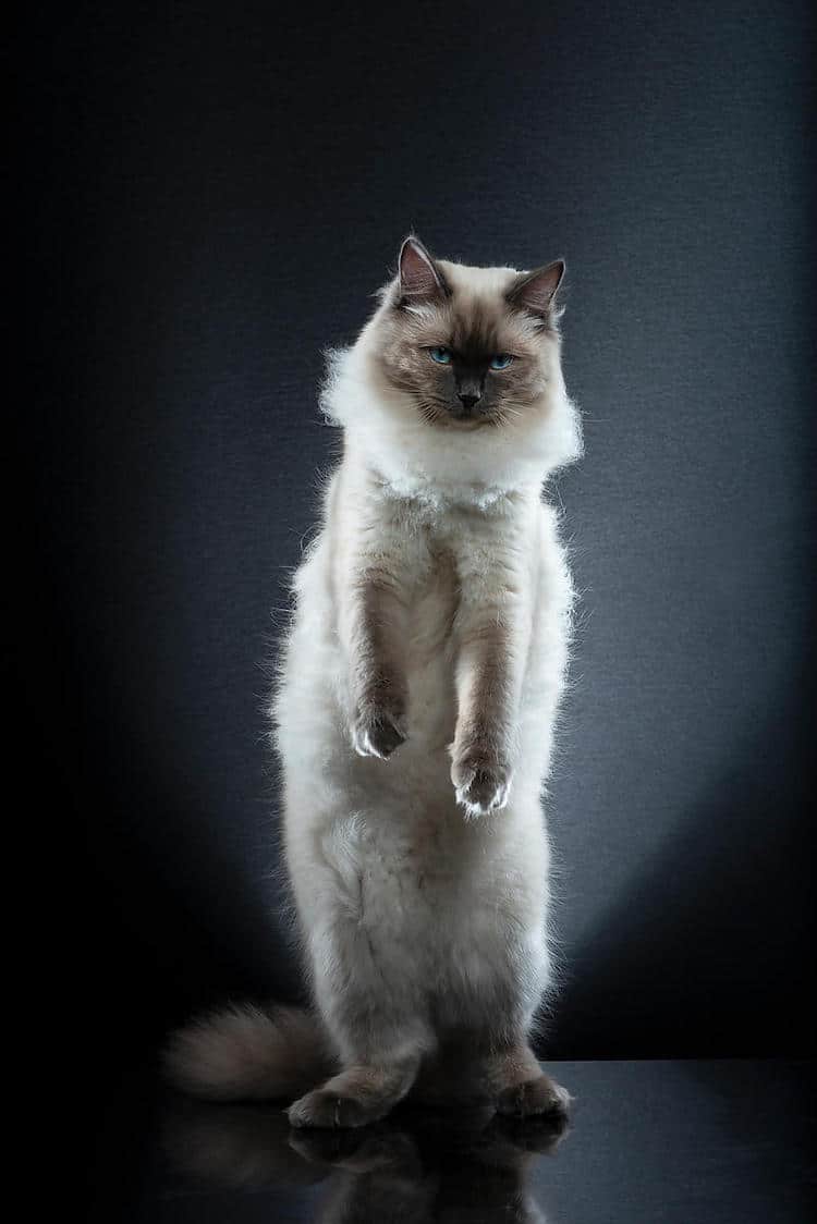 Pictures of Cats Standing Up