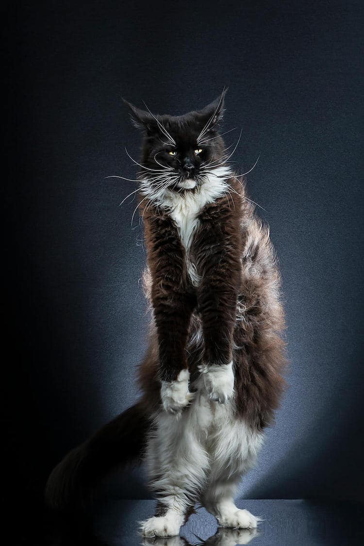 Pictures of Cats Standing Up