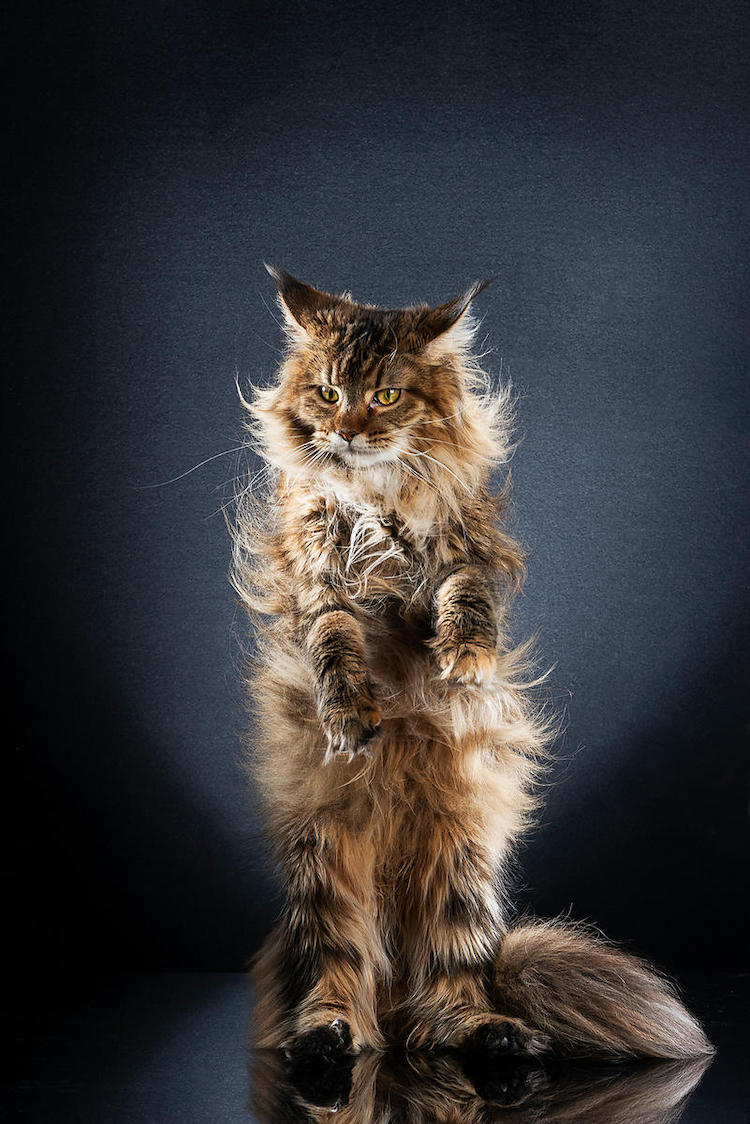 Cats Standing Up by Alexis Reynaud