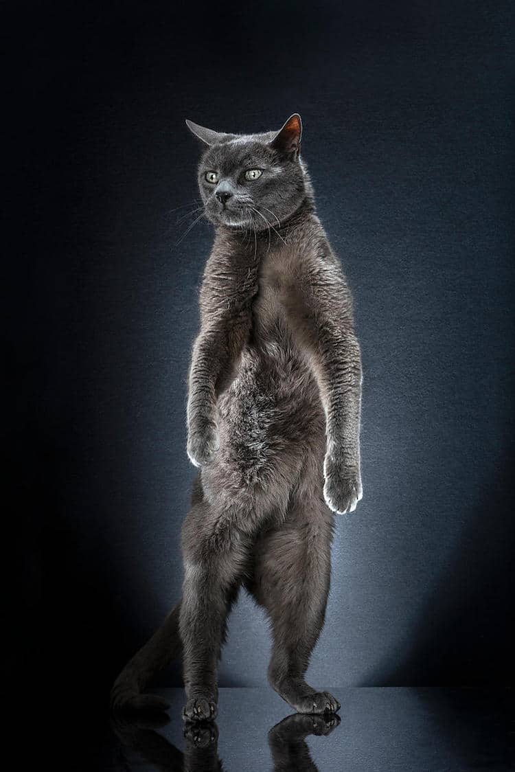 Standing Cat Pictures Capture Beautiful Felines Posing on Two Legs
