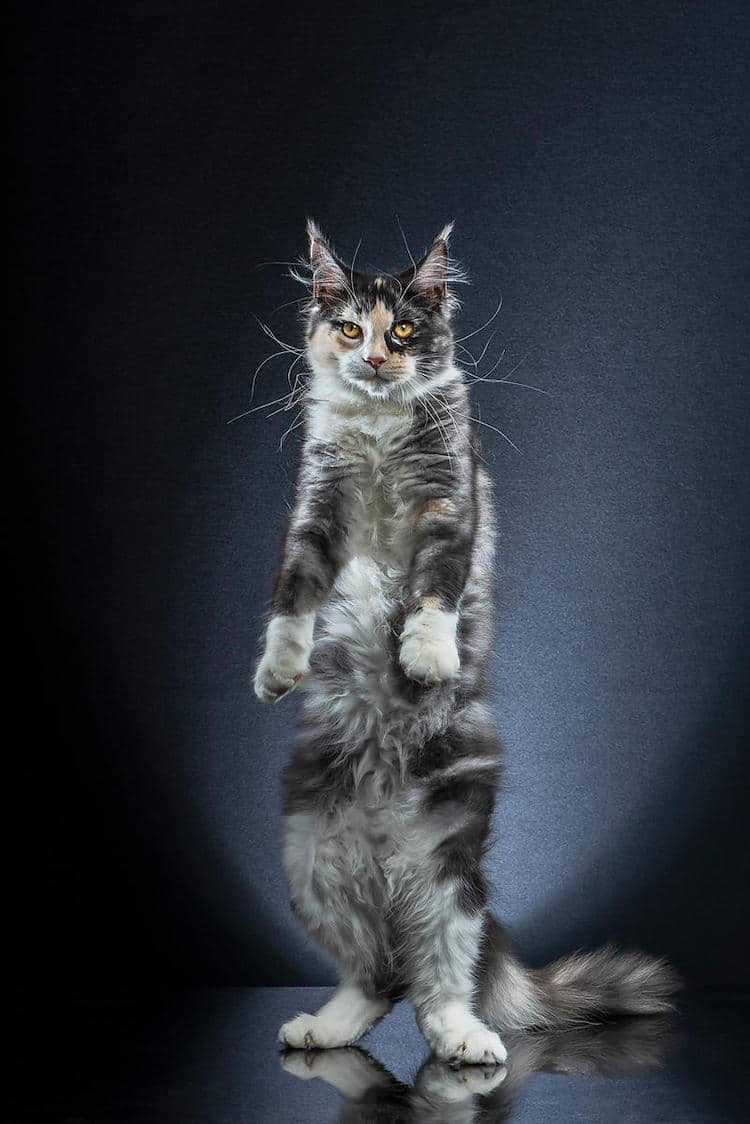 Cats Standing Up by Alexis Reynaud