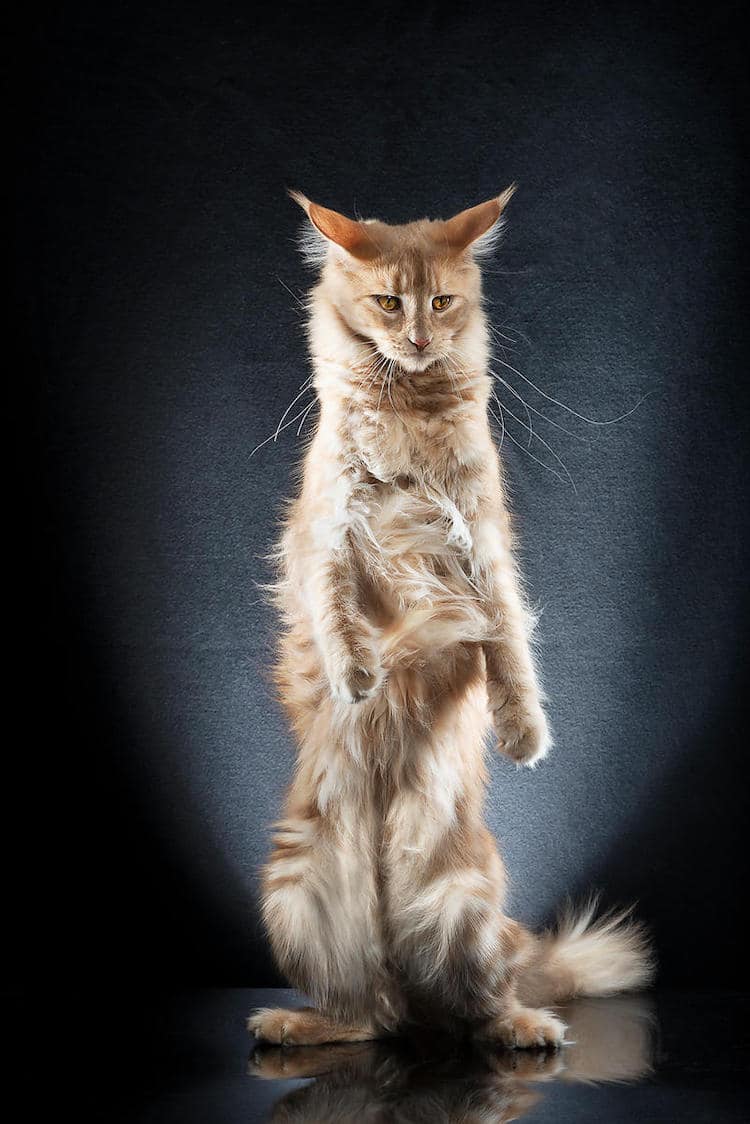 Standing Cats Photos by Alexis Reynaud