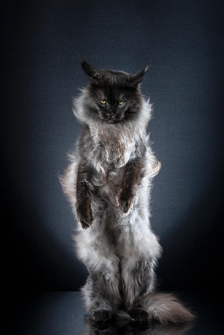 Standing Cats Photos by Alexis Reynaud