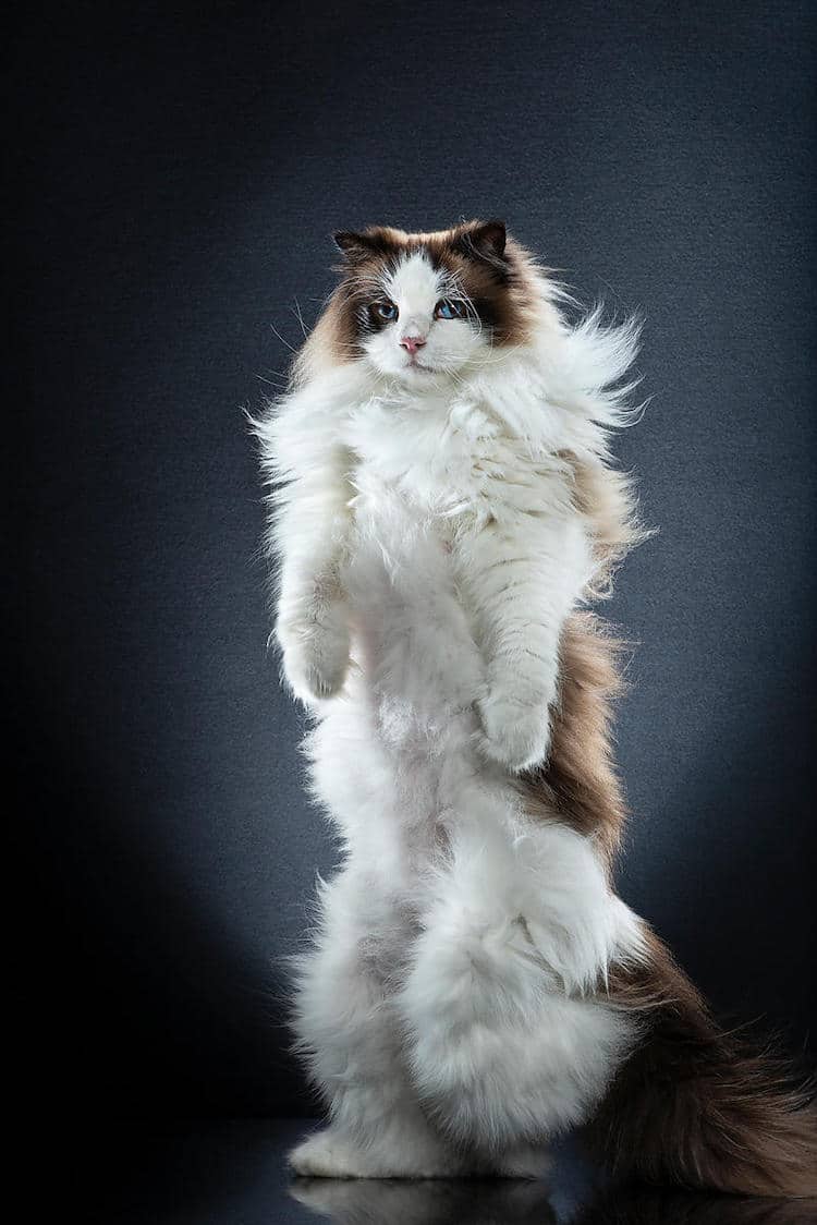 Funny Cat Photos by Alexis Reynaud