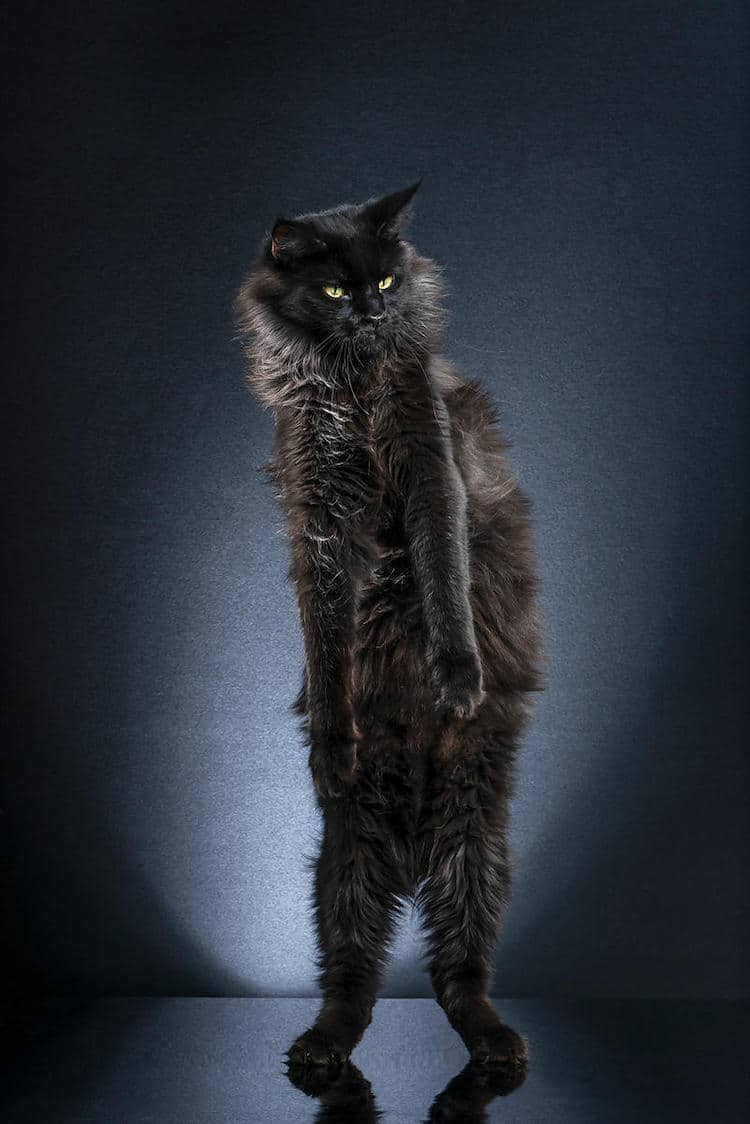 Funny Cat Photos by Alexis Reynaud