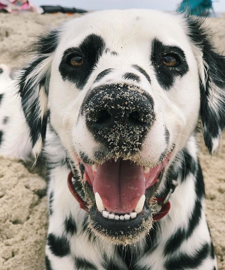 Dalmatian with Heart Eyes