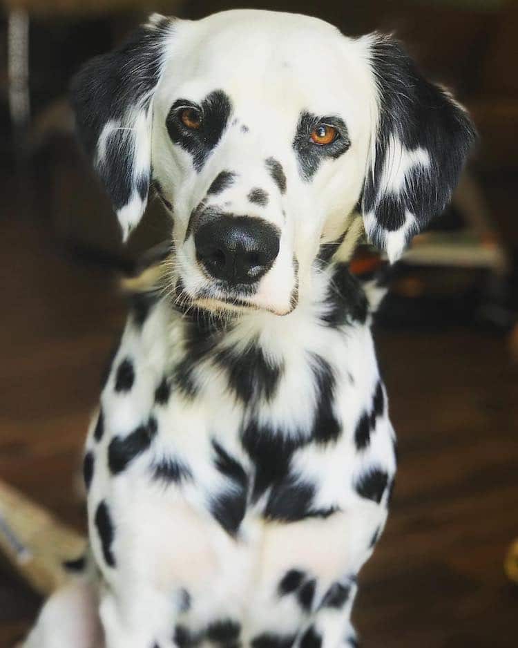 Adorable Dalmatian with Heart Eyes is the Canine Version of an Emoji