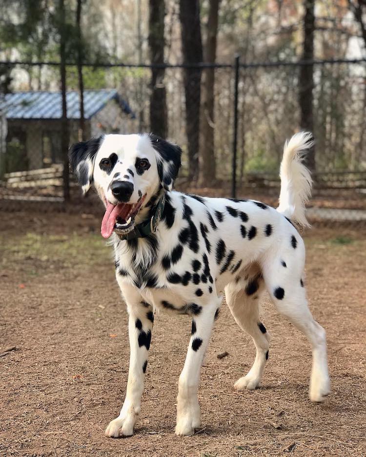 Dalmatian with Heart Spots