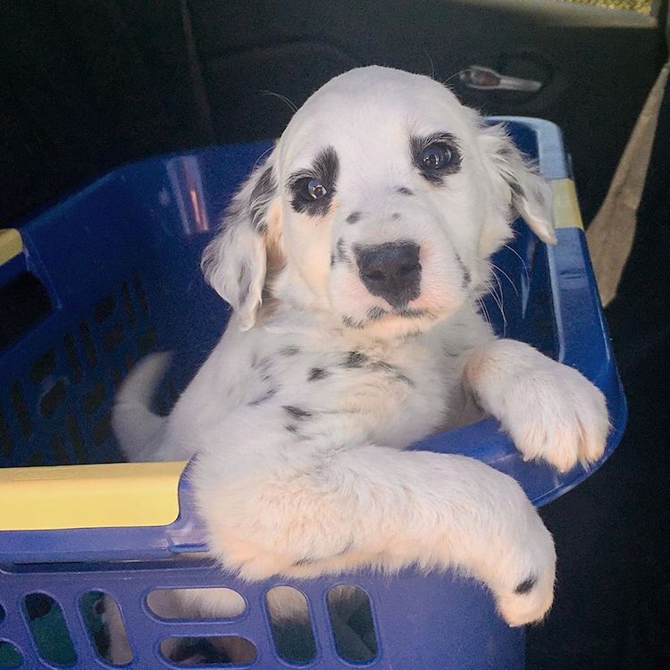 Dalmatian with Heart Spots