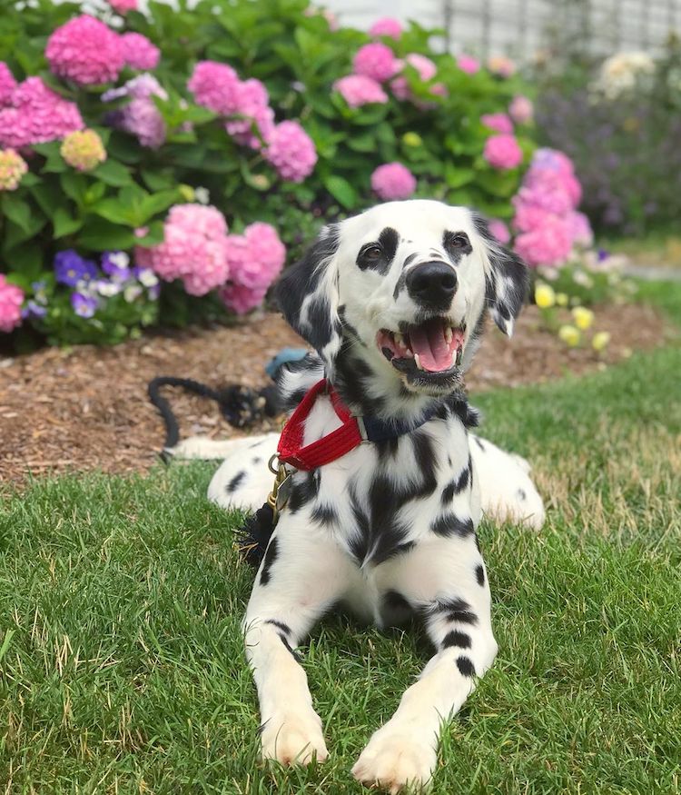 Dalmatian with Heart Eyes