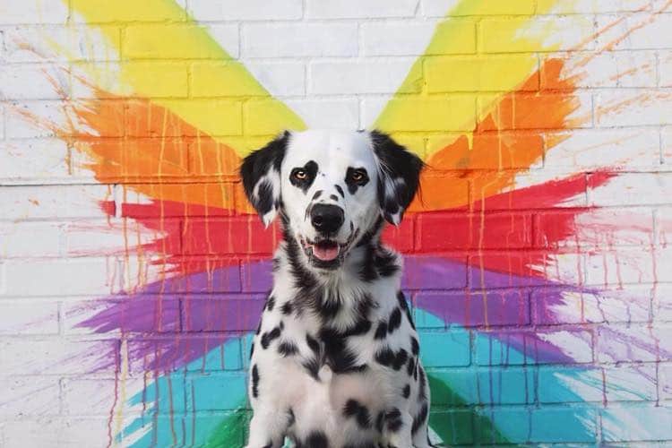 Charlie el dálmata con ojos de corazón