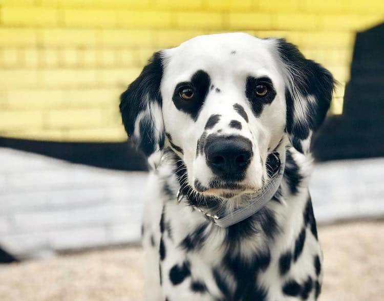 Charlie the Dalmatian with Heart Eyes