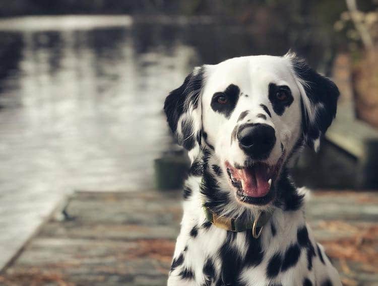 Charlie the Dalmatian with Heart Eyes