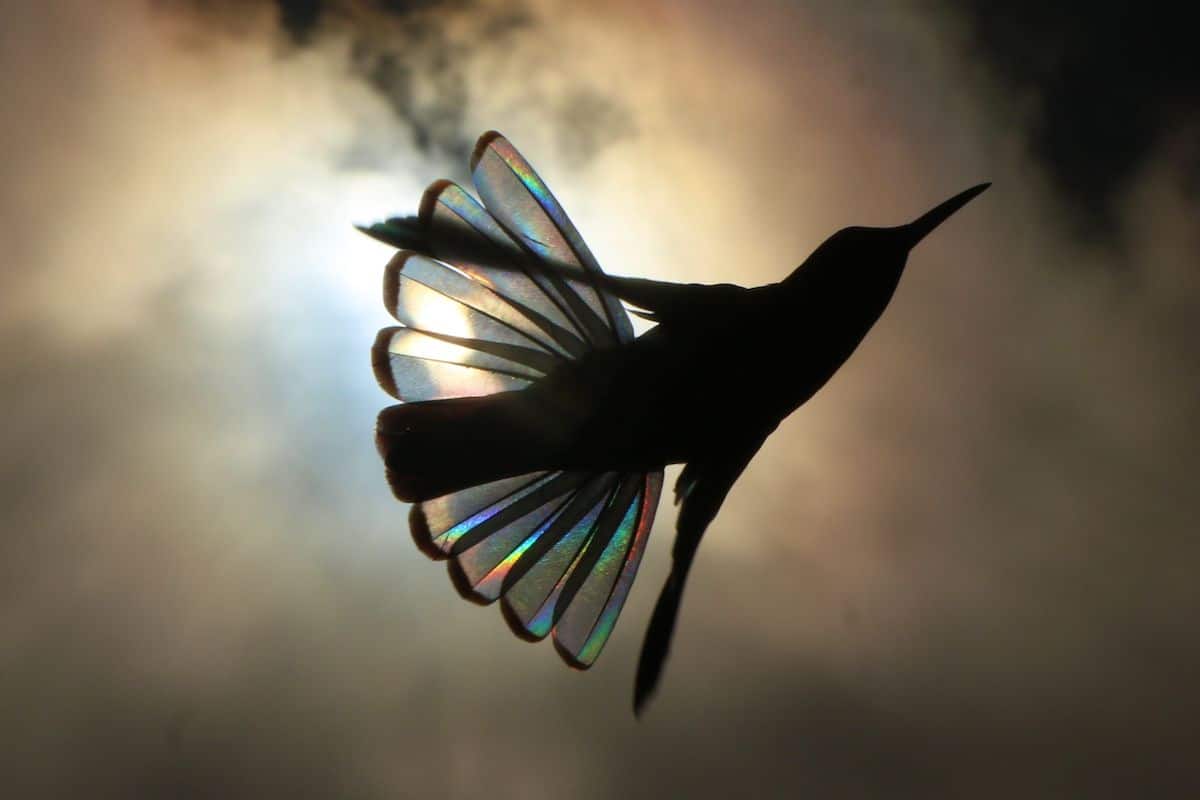 Colibri arc-en-ciel par Christian Spencer