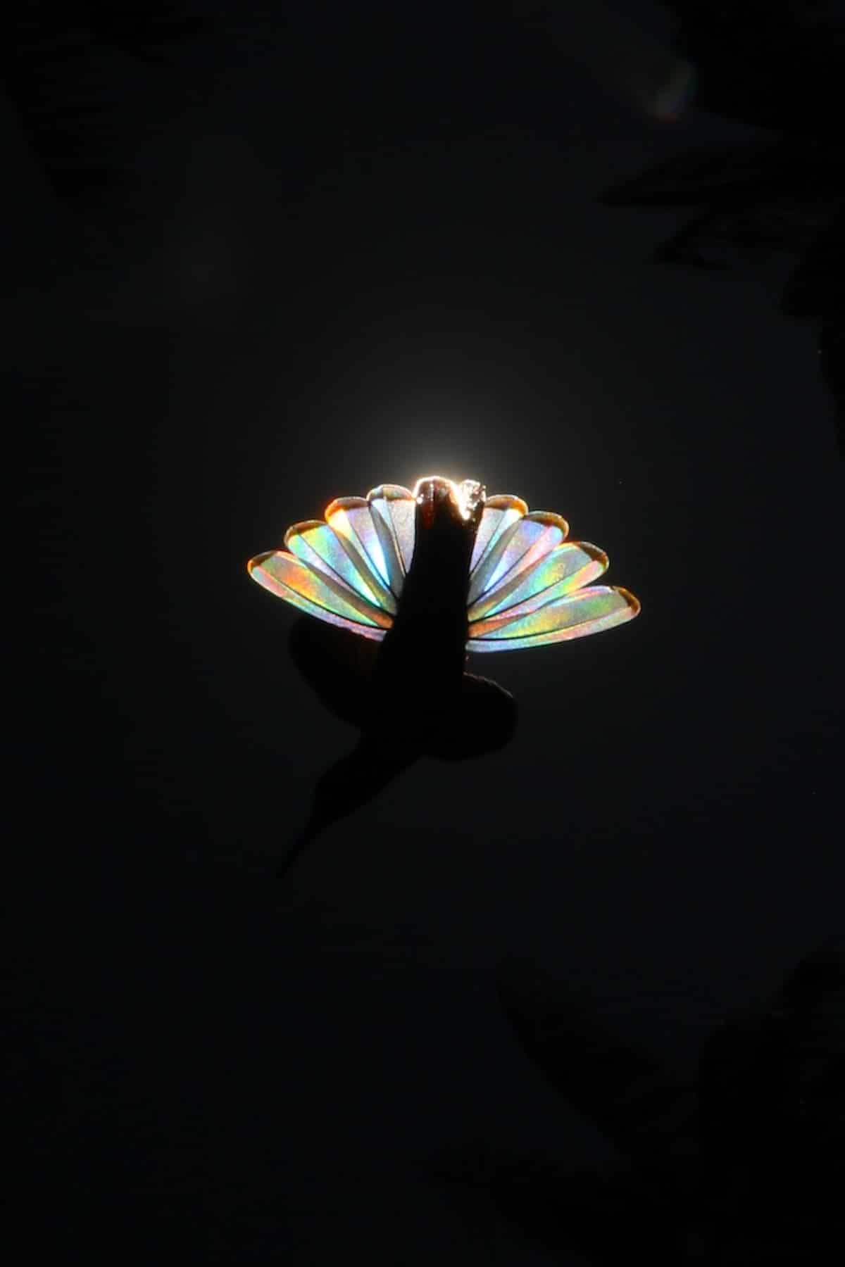 Rainbow Hummingbird by Christian Spencer