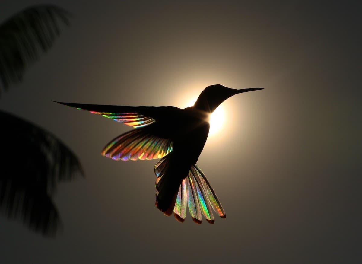 colibrí arcoíris por Christian Spencer