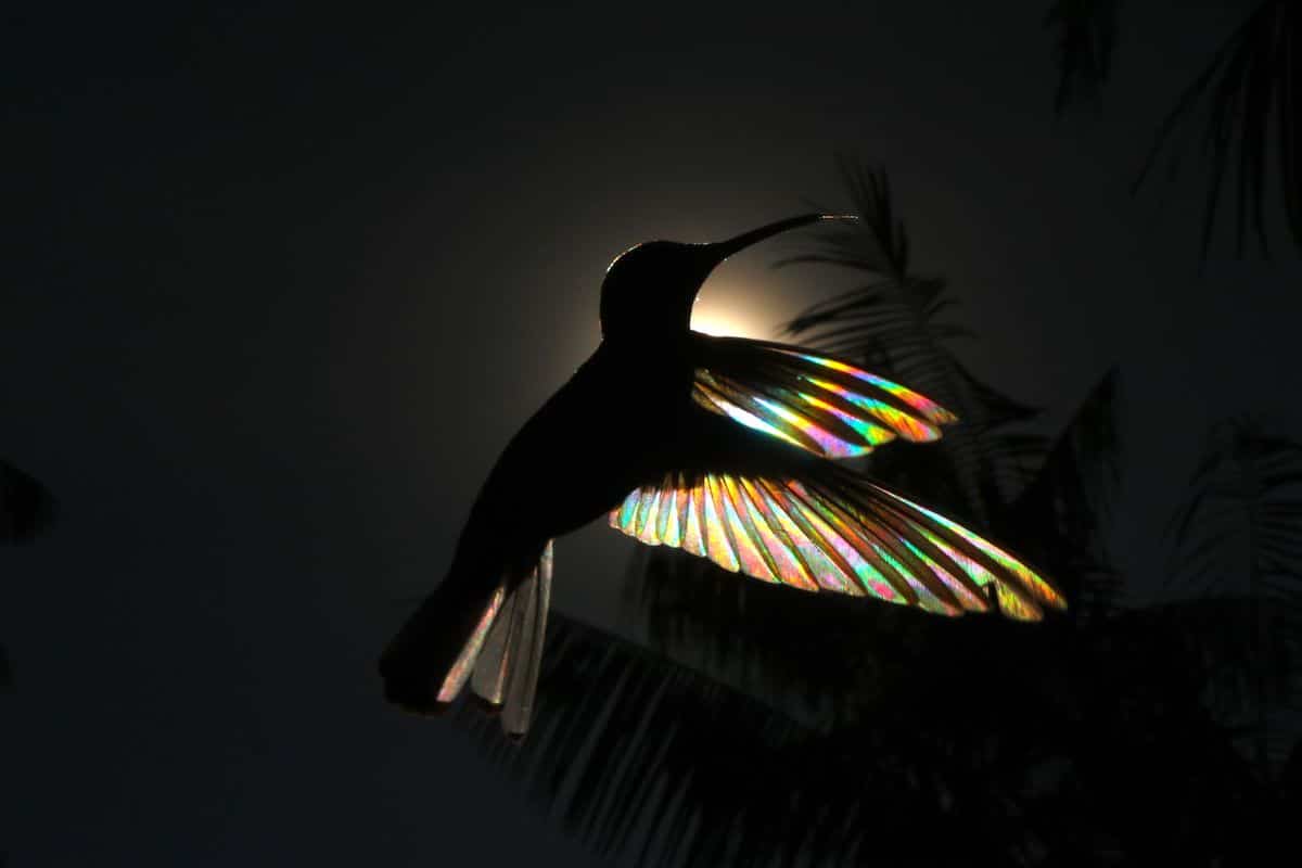 colibri arcoiris por Christian Spencer