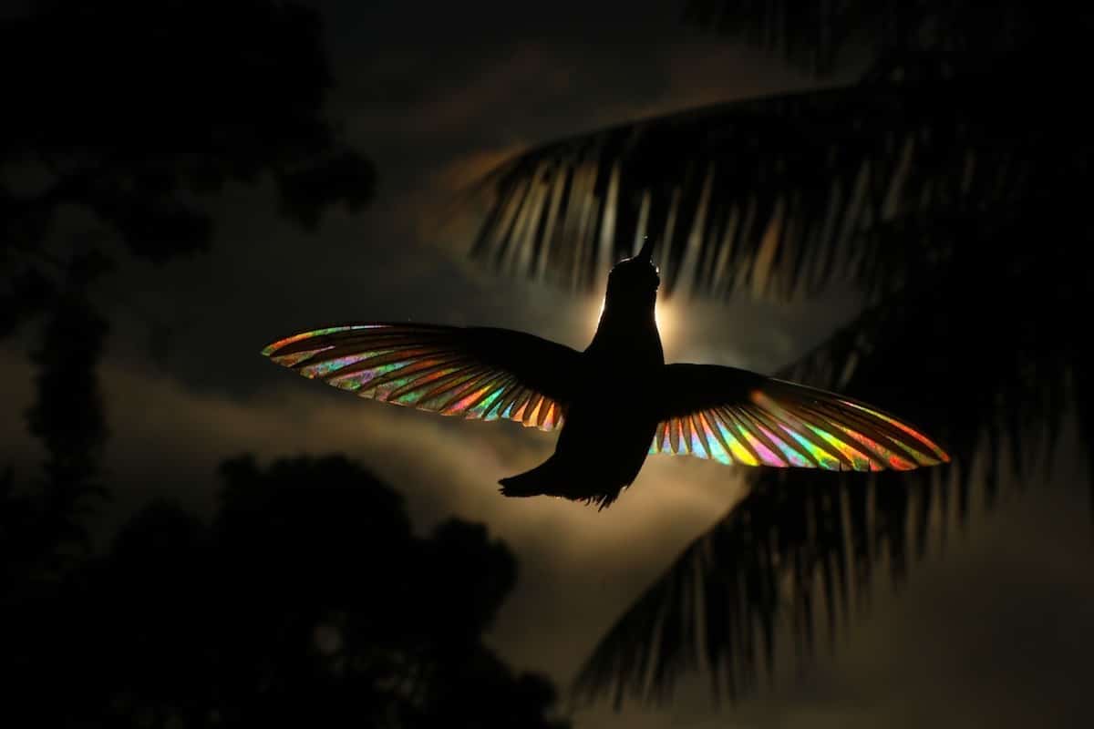 Colibri arc-en-ciel par Christian Spencer
