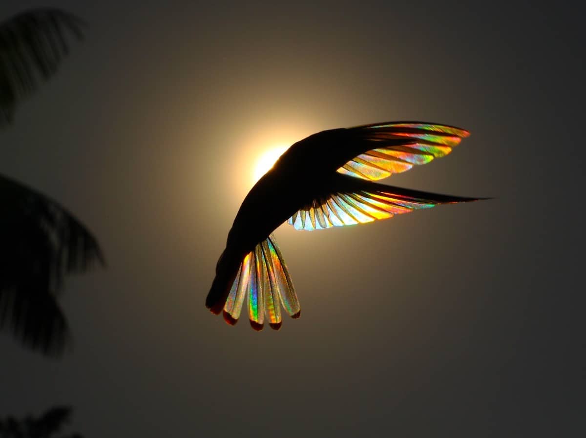 colibri arcoiris por Christian Spencer
