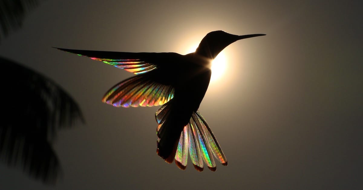 Ce phénomène naturel transforme les ailes de colibri en petits