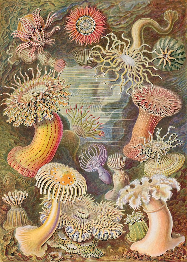 Ilustración científica de Ernst Haeckel