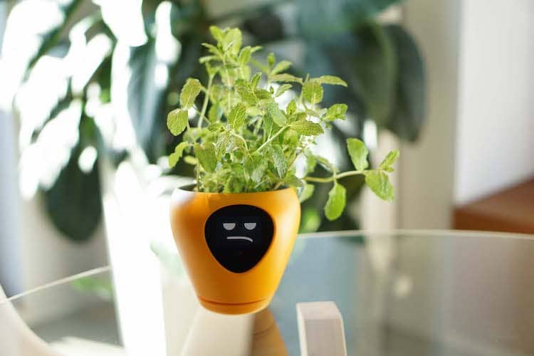 Virtual Pet Planter