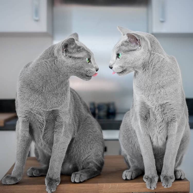 Fotos de gatos azul ruso con ojos verdes