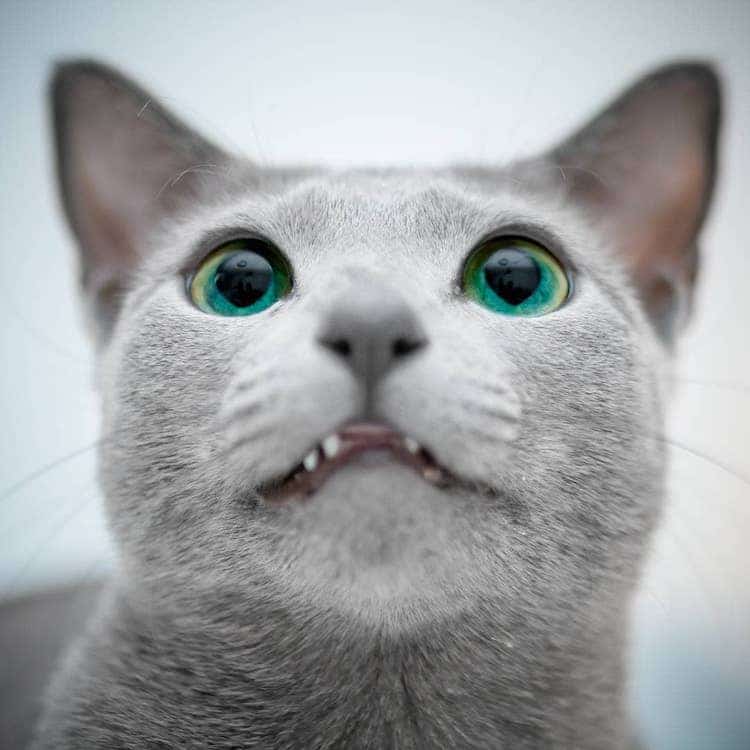 Fotos de gatos azul ruso con ojos verdes