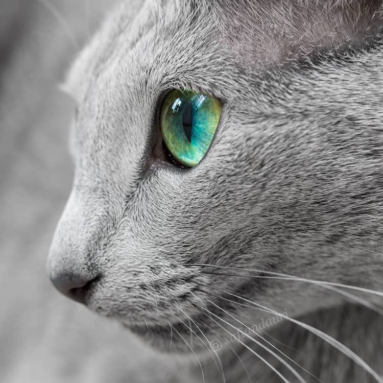 Gato azul ruso con ojos verdes