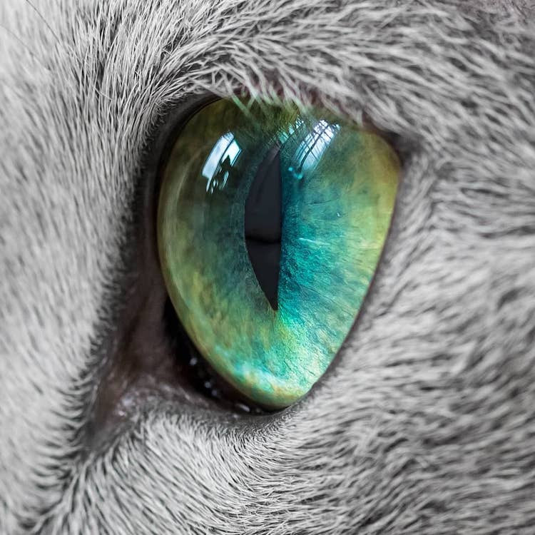 Green Eyed Russian Blue Cats