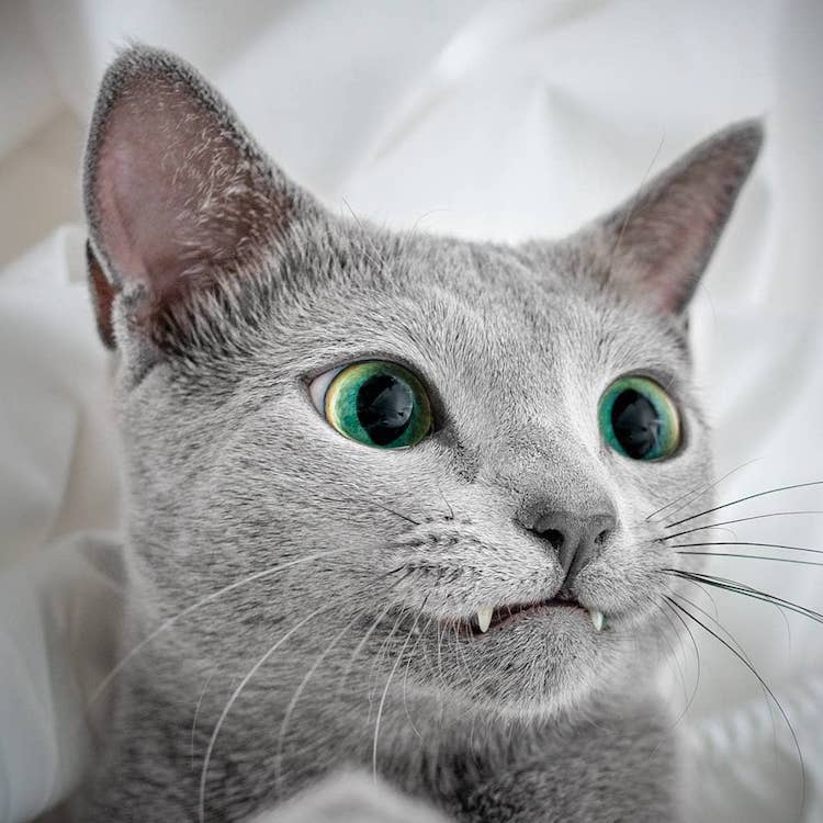 Russian Blue Cats with Green Eyes