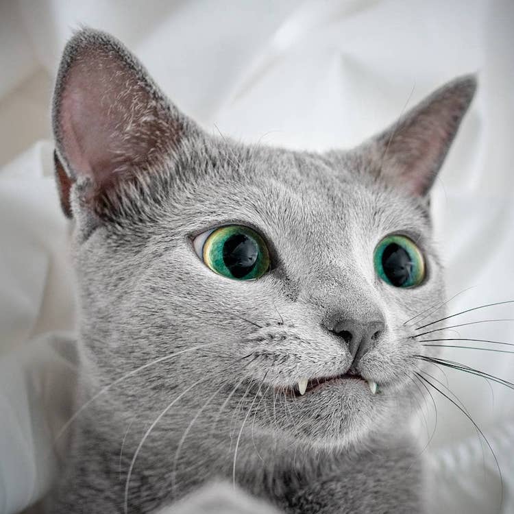 Albums 101+ Images do all russian blue cats have green eyes Updated