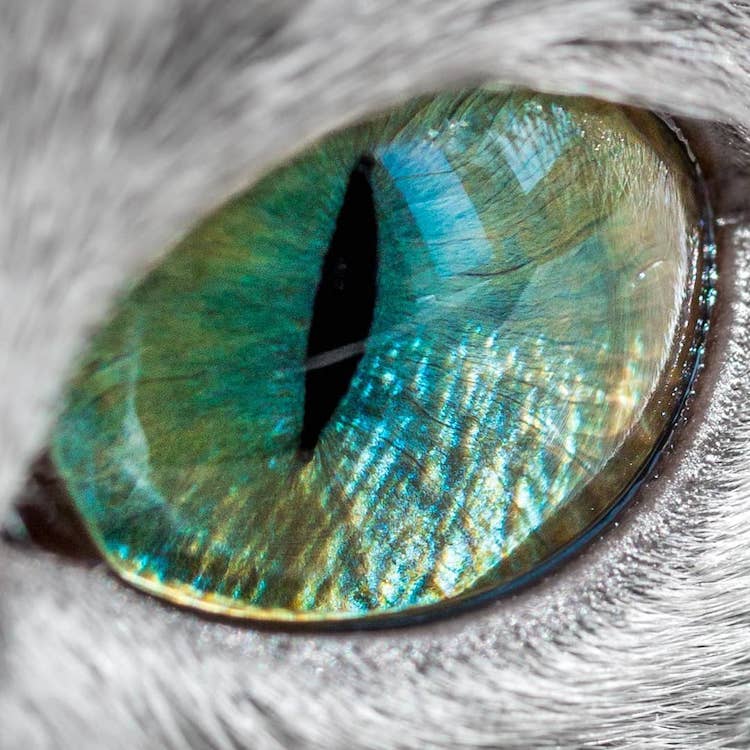 Gato azul ruso con ojos verdes